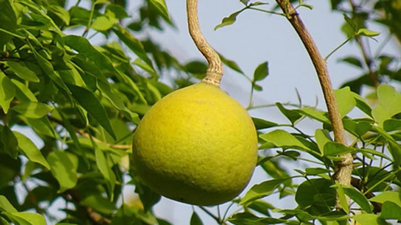 Bael fruit Bael fruit