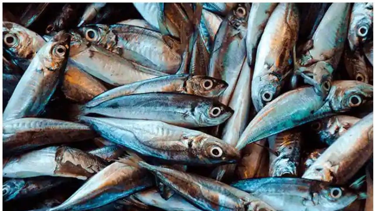 fish market fish market