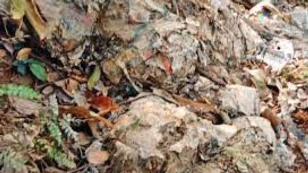 Food Waste alappuzha