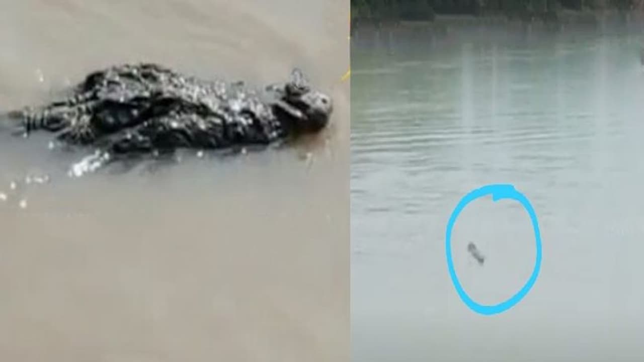 Crocodile 2 Crocodile 2