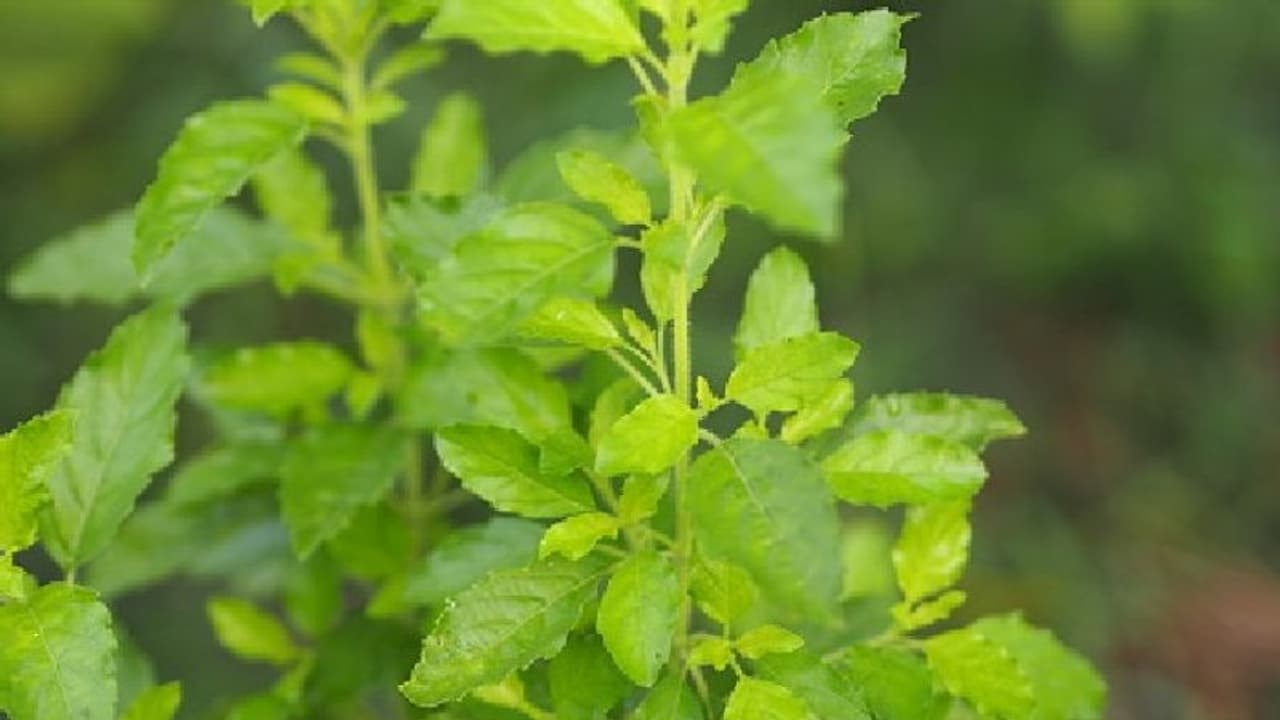 তুলসী গাছ (Tulsi Tree) তুলসী গাছ (Tulsi Tree)