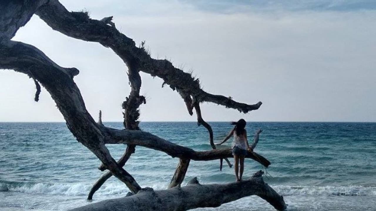 Massive coral bleaching in coastal Andaman Sea says zsi Massive coral bleaching in coastal Andaman Sea says zsi