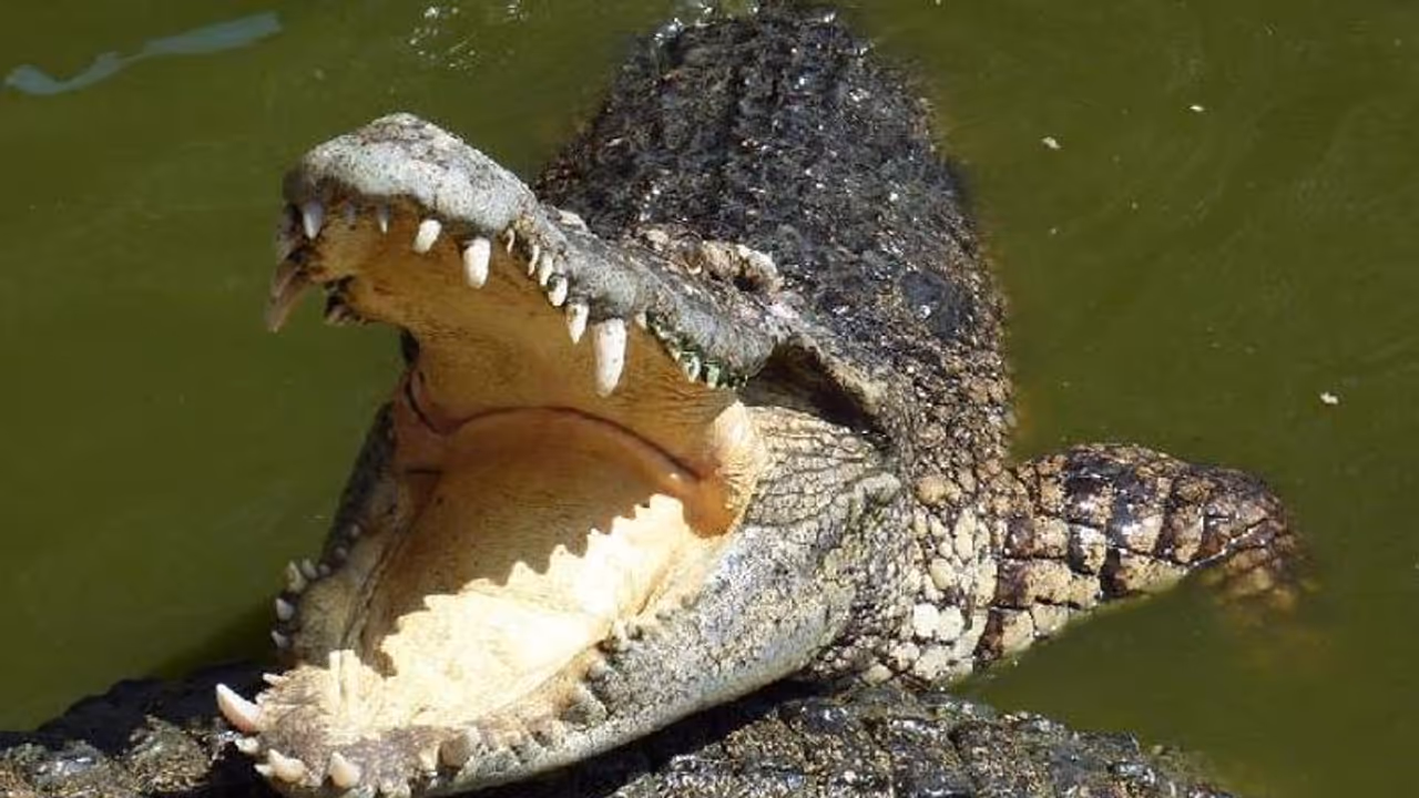 crocodile, attack
