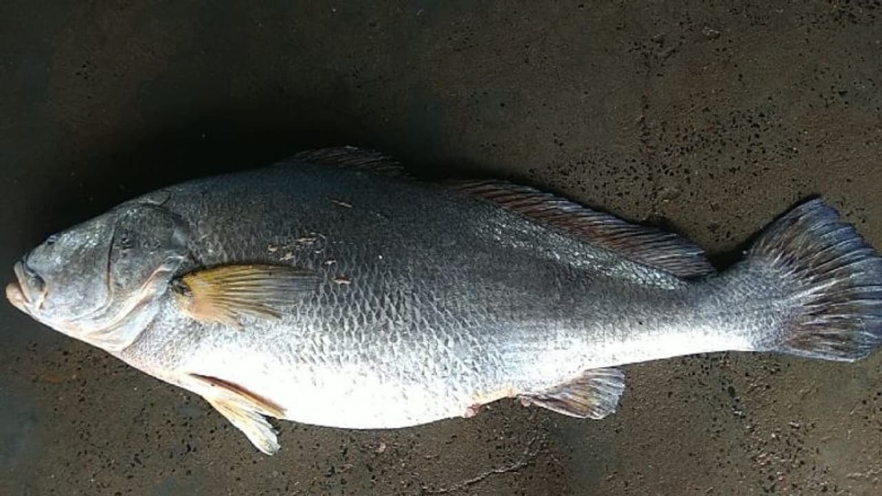 fish digha fish digha