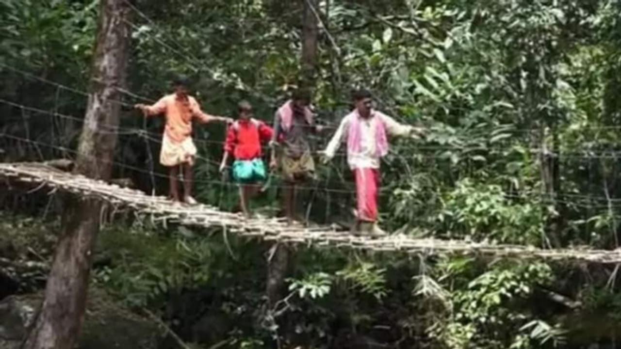 adivasis built bridge