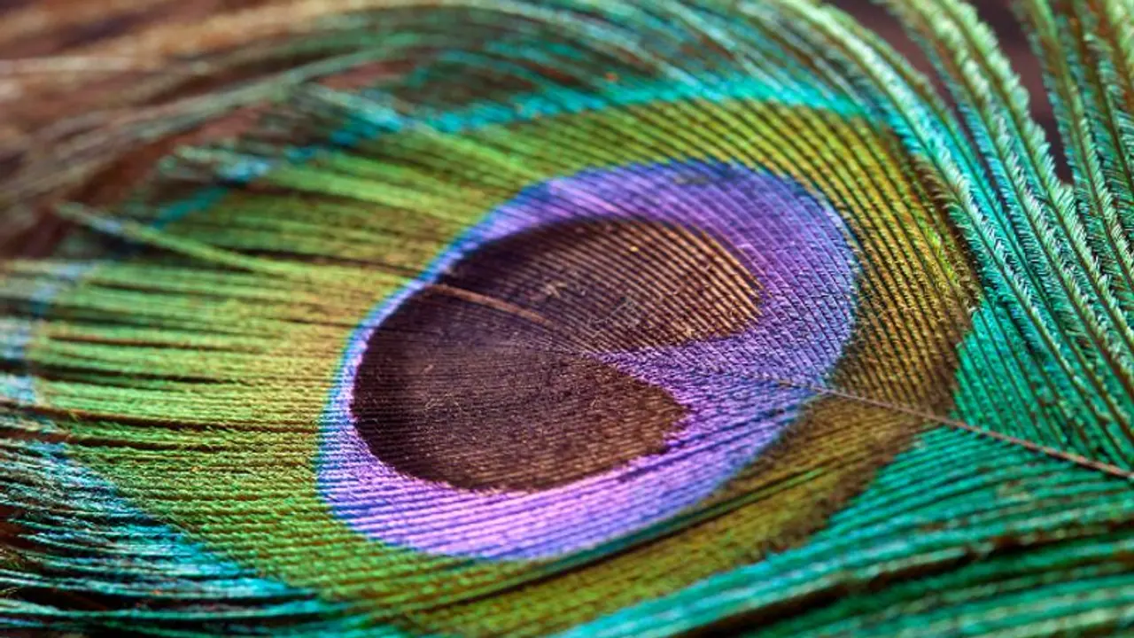 Peacock Feather Peacock Feather