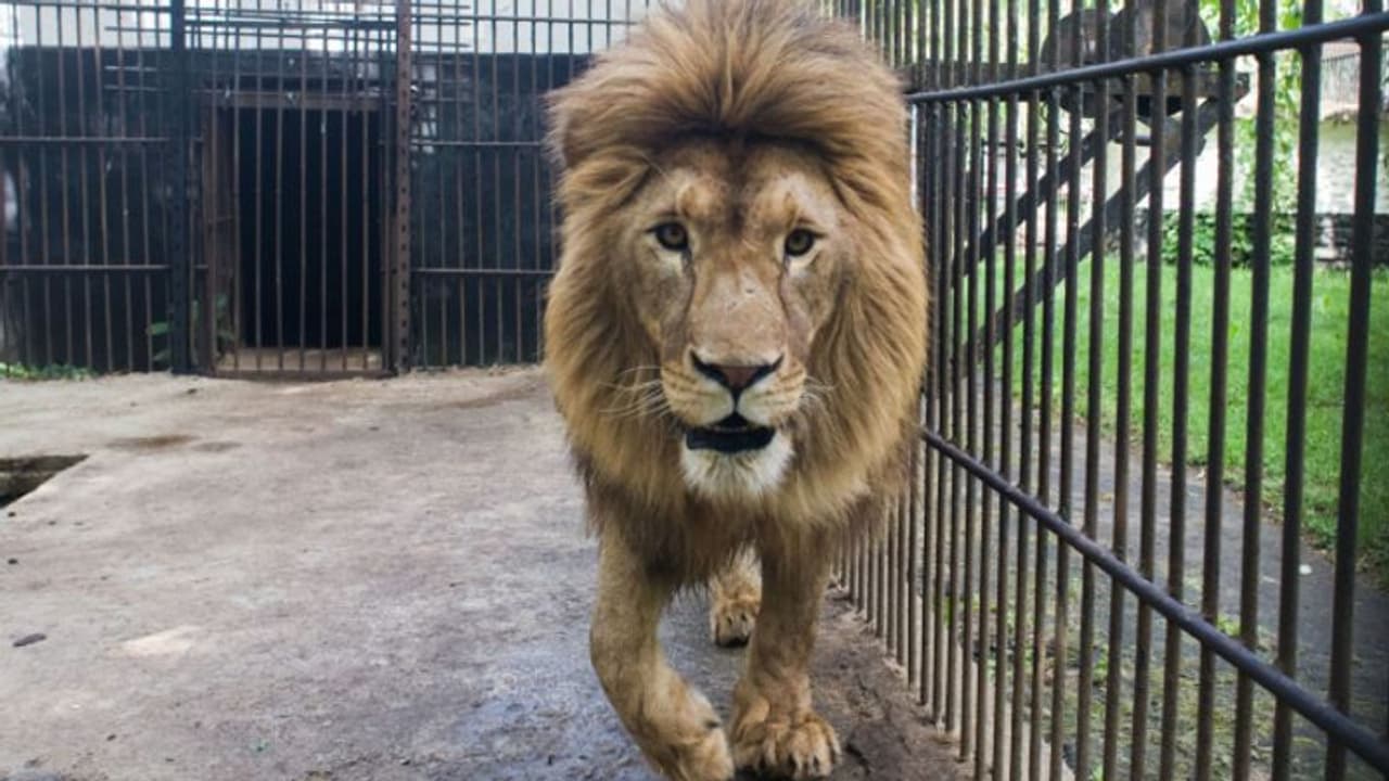lion from war zone finally reach home lion from war zone finally reach home
