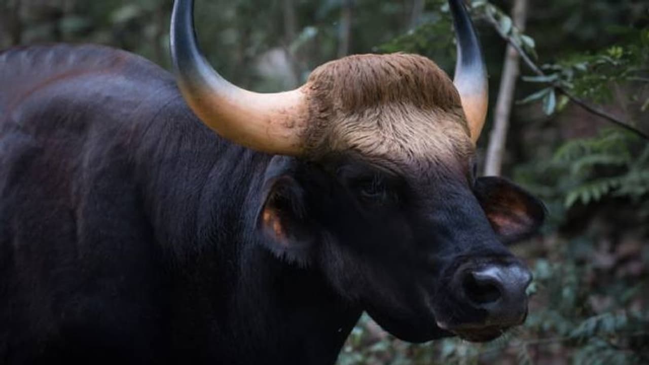 Bison Bison