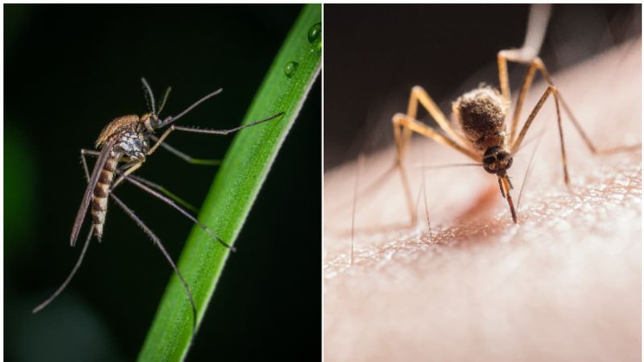 Dengue Prevention Dengue Prevention