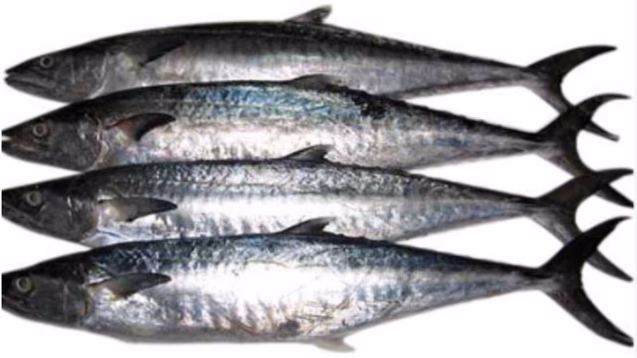 kingfish kingfish