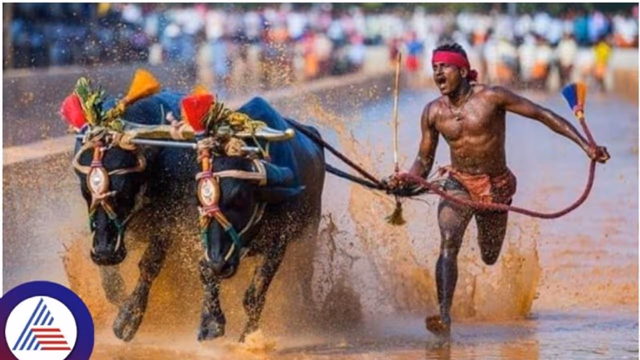 Kambala State Sport