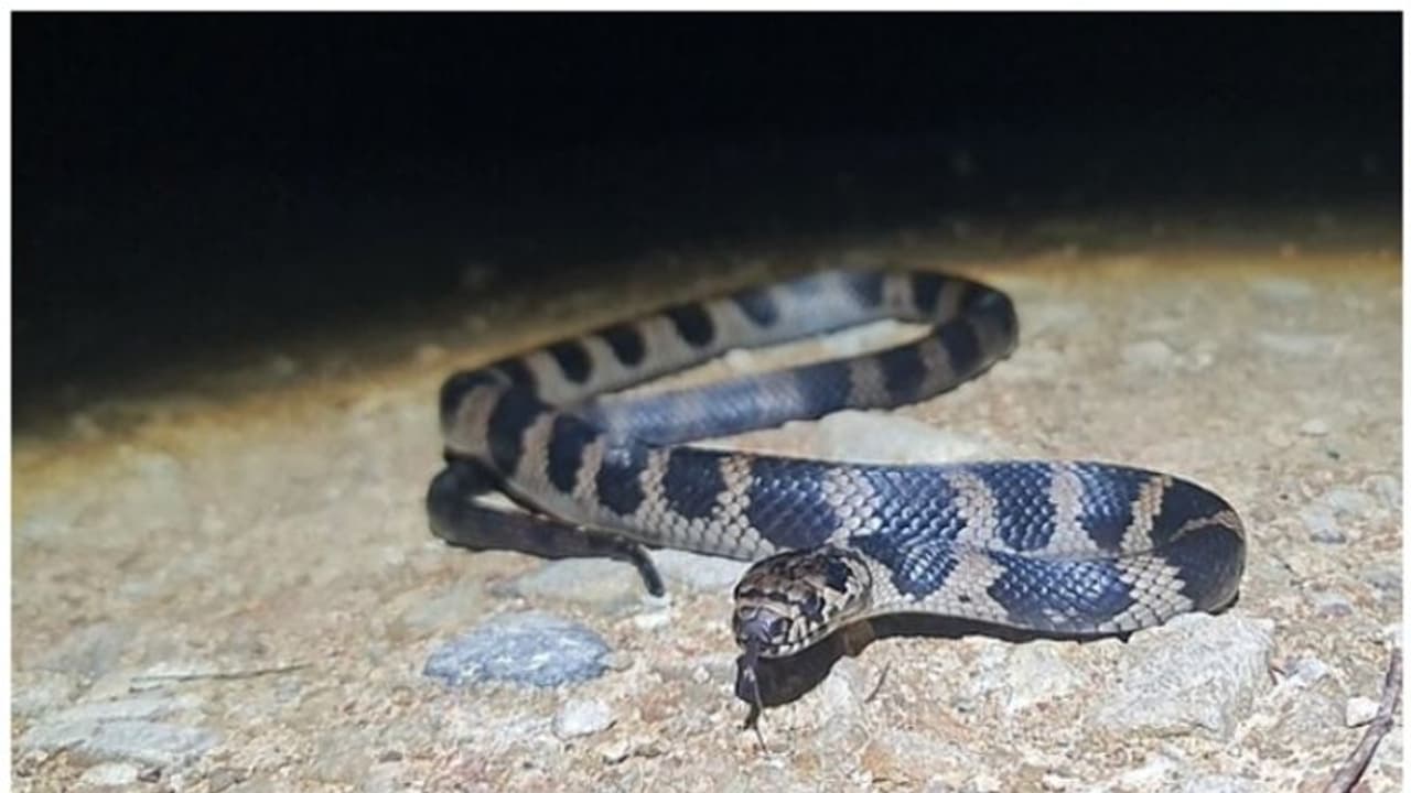 Stephen’s banded snake