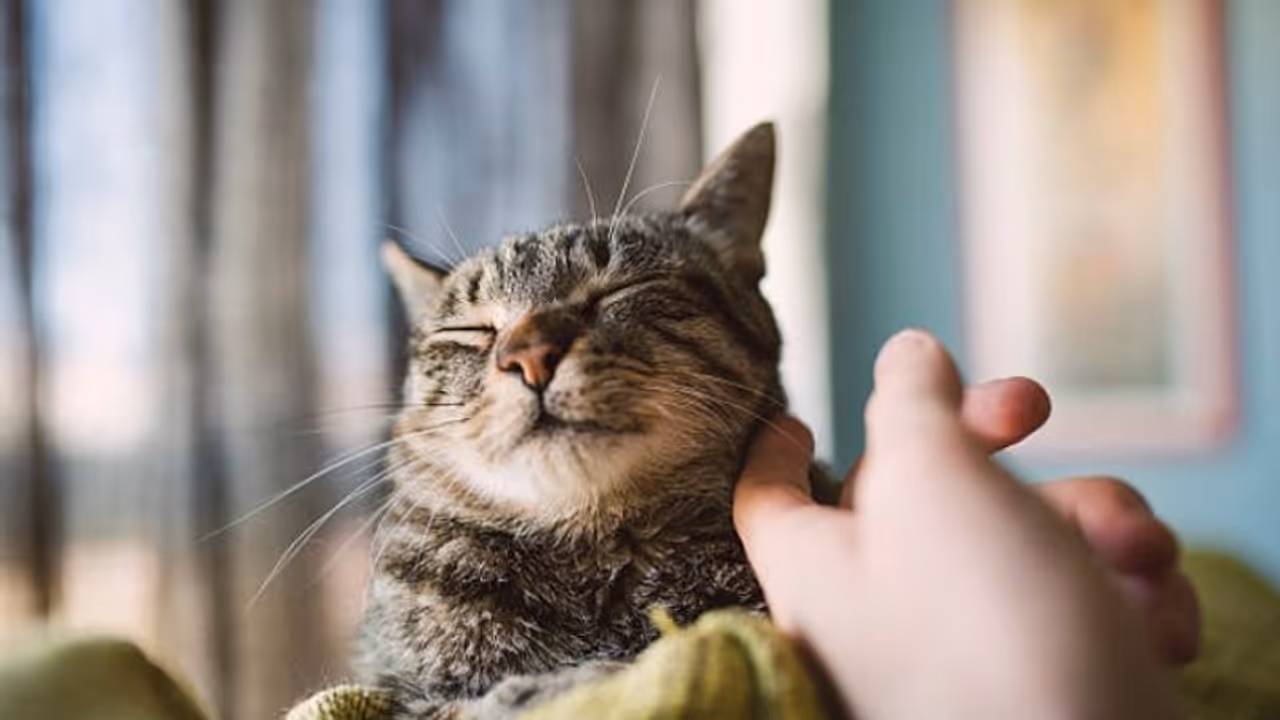 pet cat pet cat