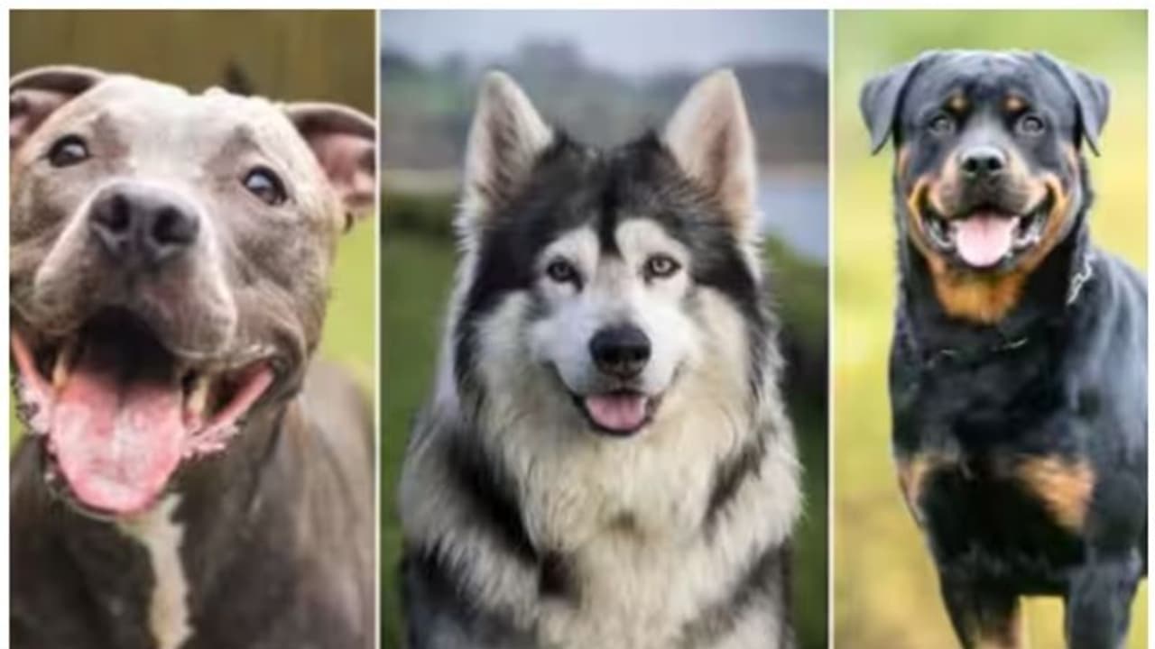 ban dogs