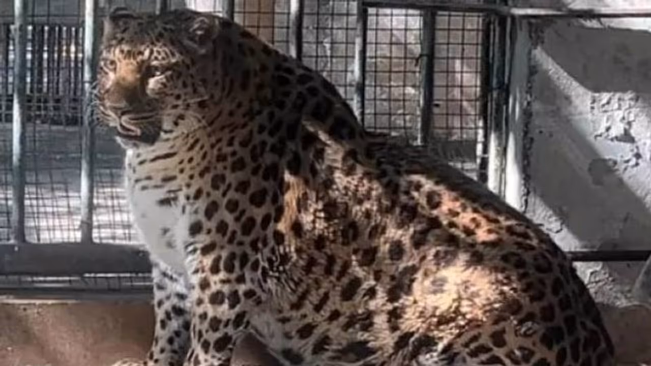 over weight leopard over weight leopard