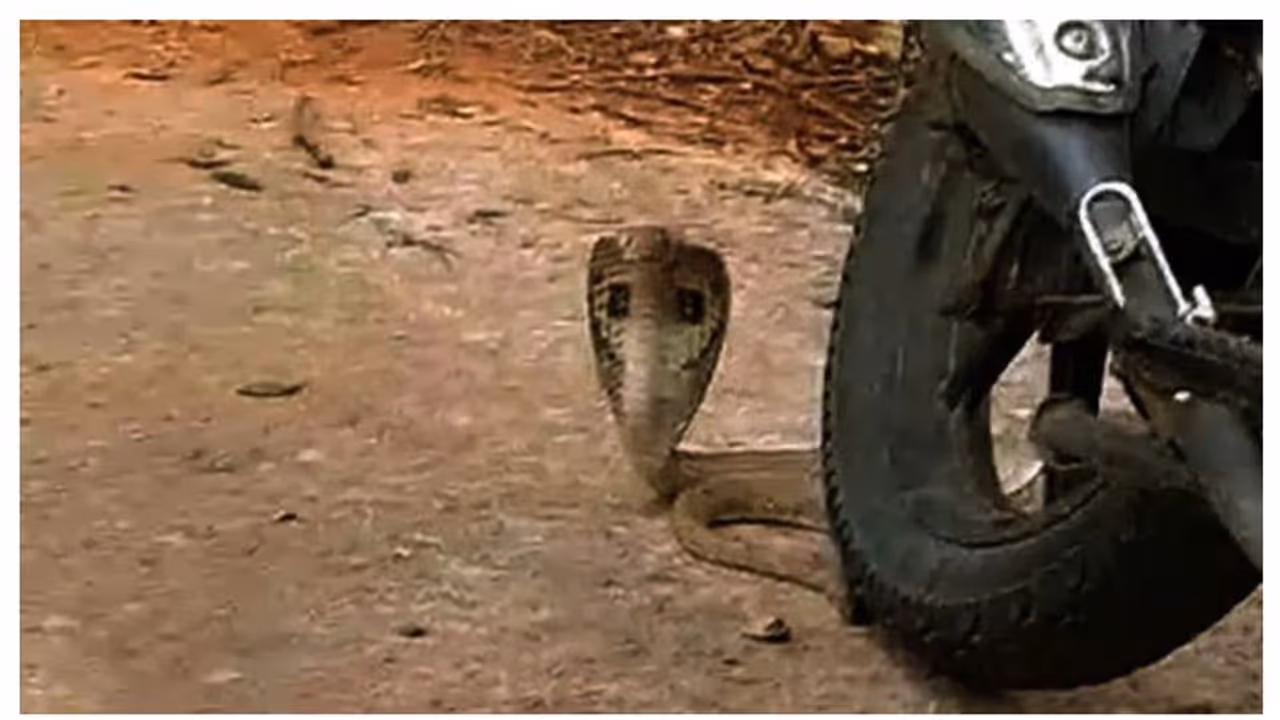 snake bite snake bite