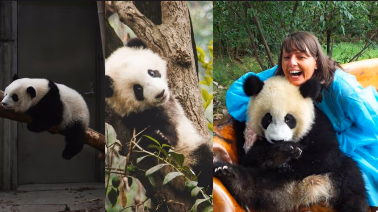 China Hiring Panda Caretakers China Hiring Panda Caretakers