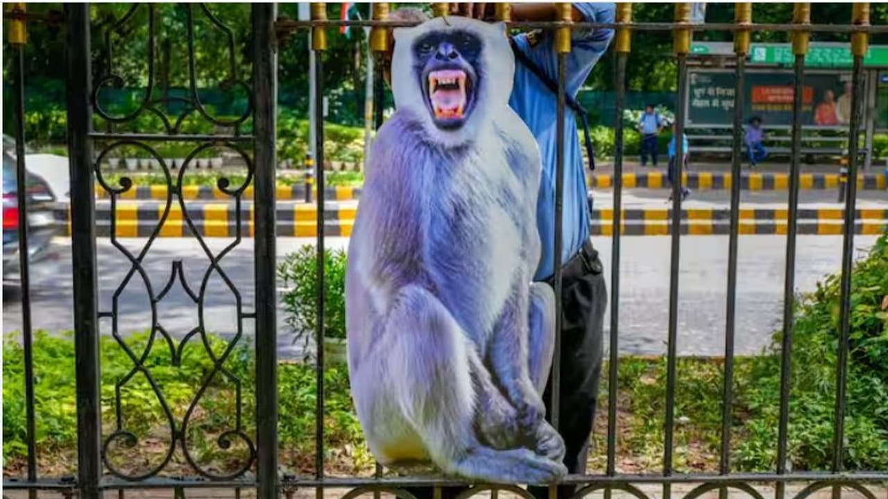 monkeys delhi