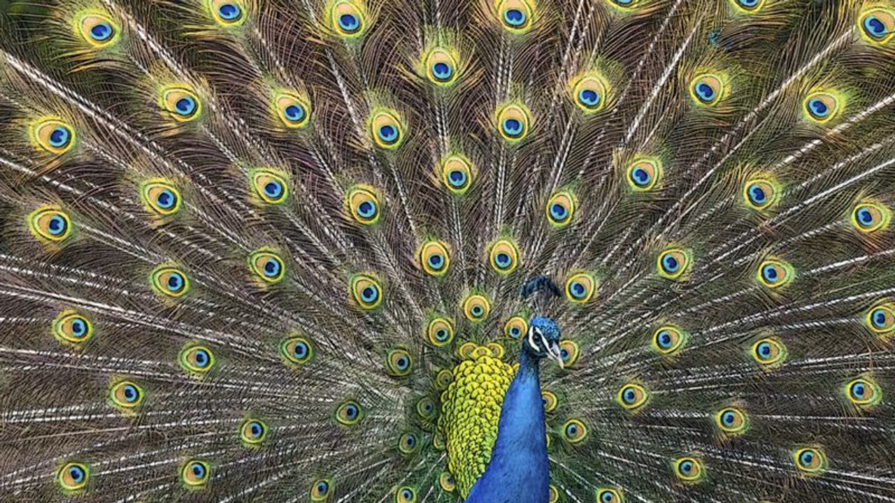 peacock peacock