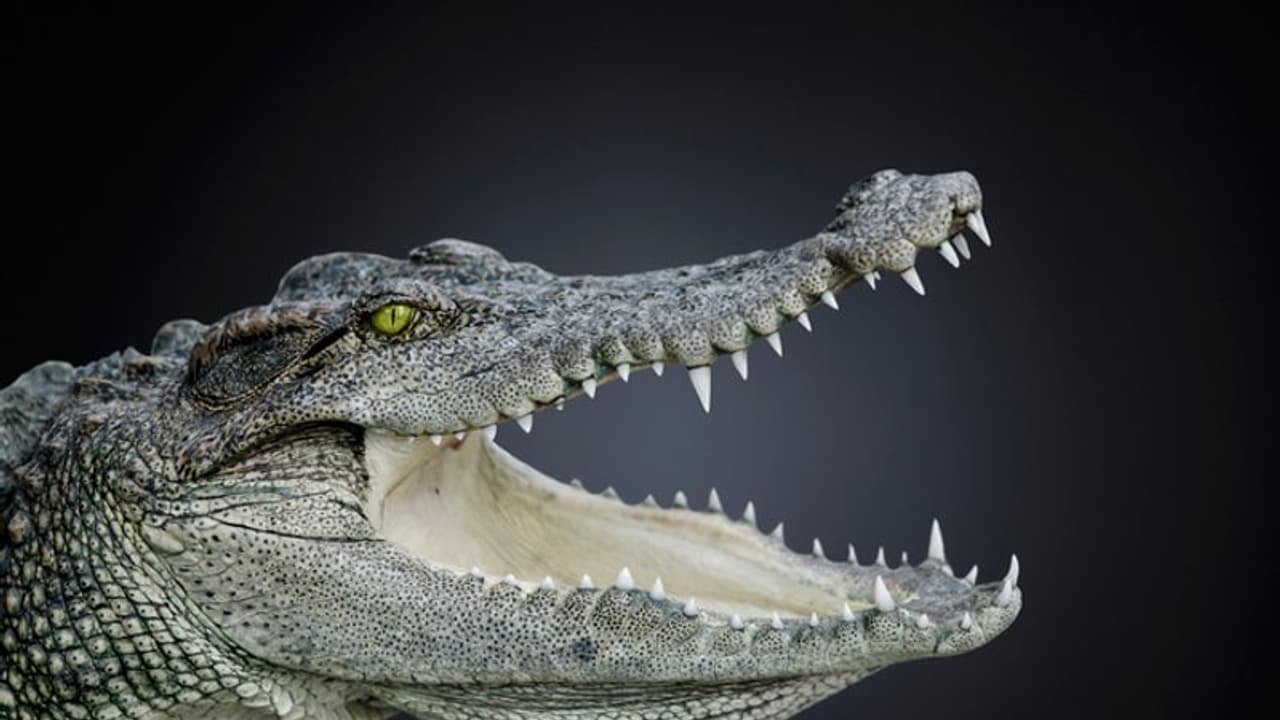 crocodile