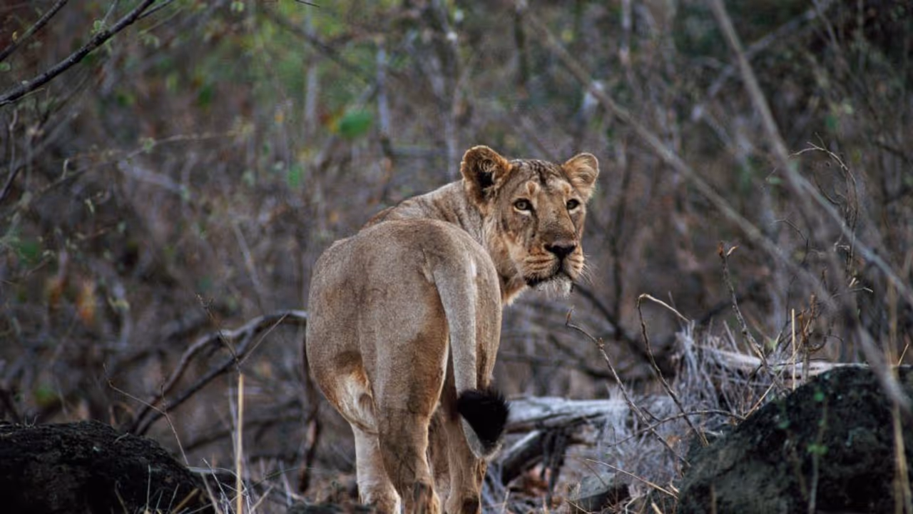 Lion Lion