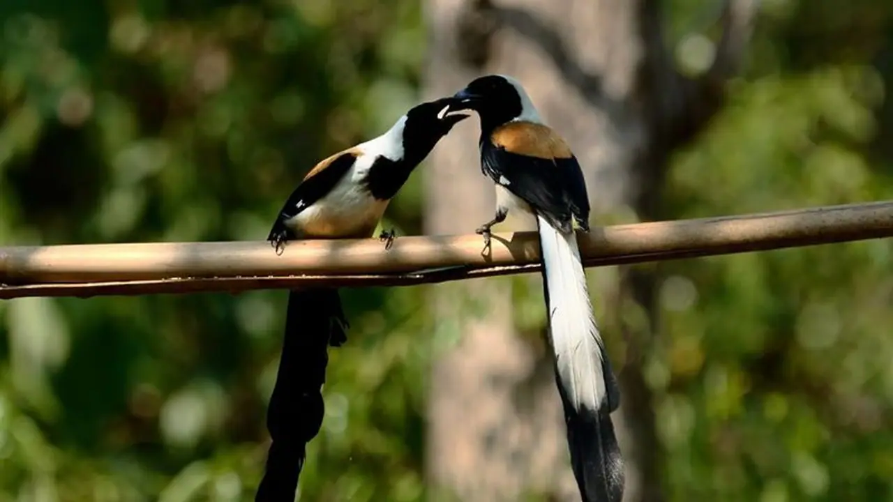Birds captured in Camera of AS Ramesh. Birds captured in Camera of AS Ramesh.