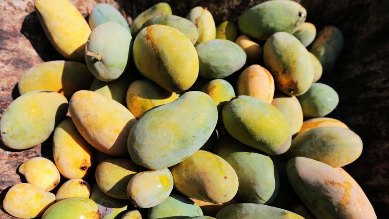 how to identify pure and artificial mango