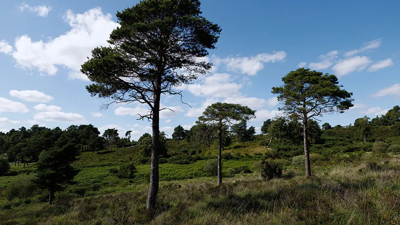 Climate is changing fast—and forests are 200 years behind