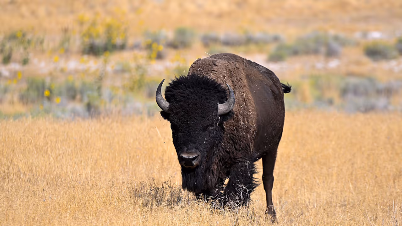 Bison Bison