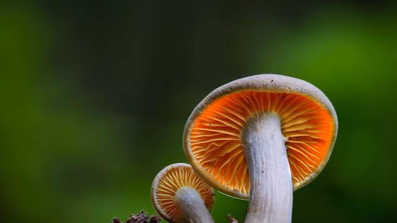 Facts about mushrooms Facts about mushrooms