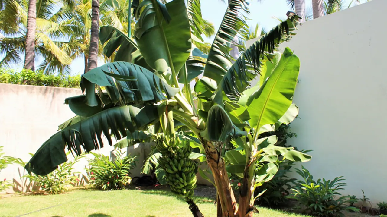 Banana Tree Banana Tree