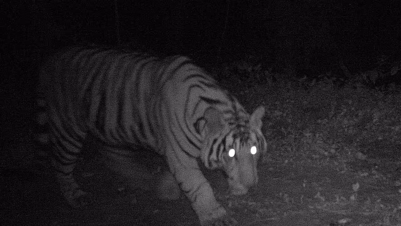Injured Tiger Injured Tiger