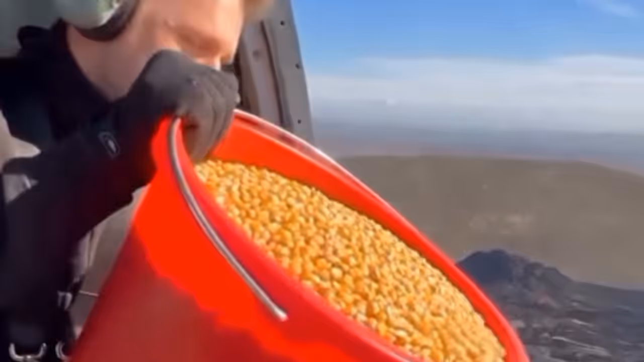 viral video viral video