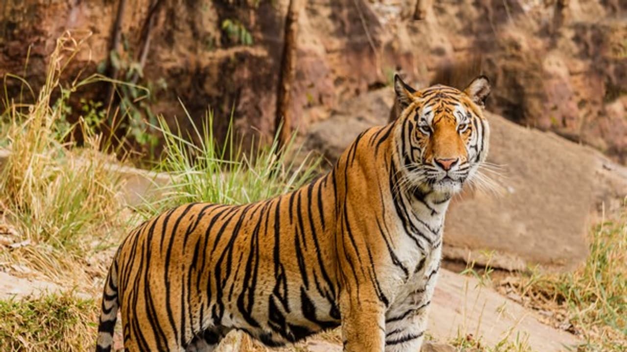 dehradun news Jim Corbett National Park remain shut for tourists on Holi 8 march dehradun news Jim Corbett National Park remain shut for tourists on Holi 8 march