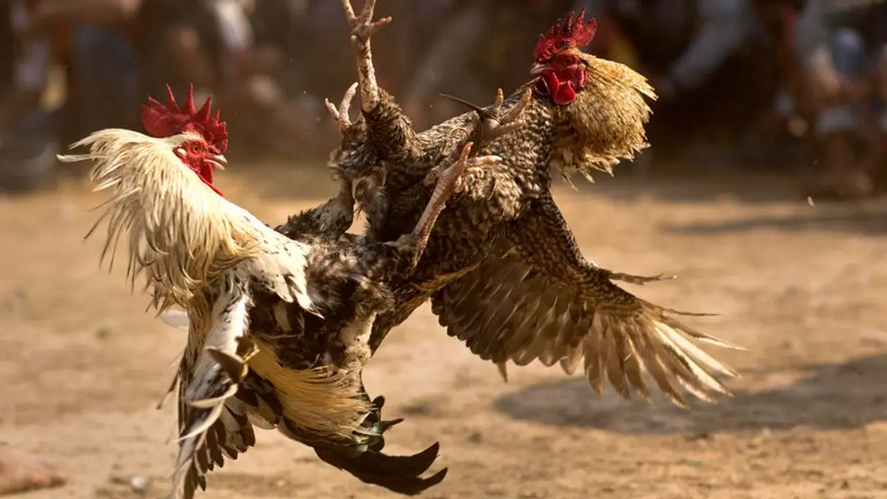 Cockfighting Cockfighting