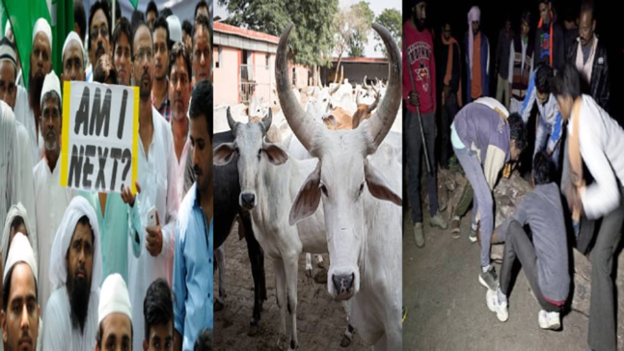 Cow Vigilantes Cow Vigilantes