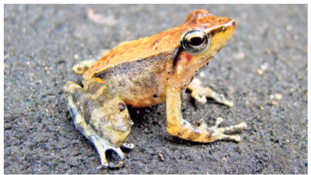 Frog Frog