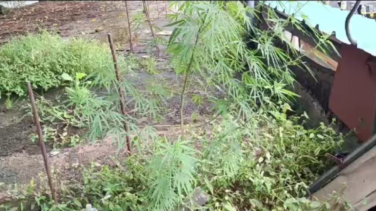 Marijuana plant over building top Marijuana plant over building top