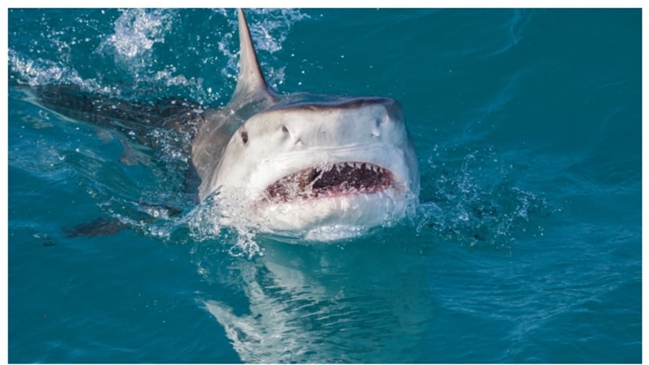 Shark Attack Shark Attack