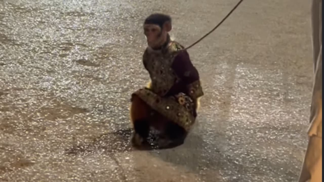 Chained Monkey Forced to Perform Stunts for Money in Karachi Chained Monkey Forced to Perform Stunts for Money in Karachi