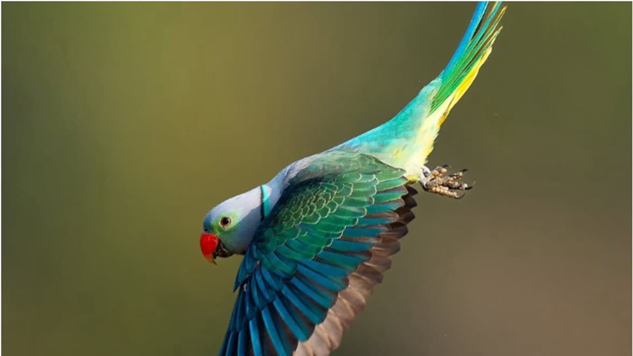 Parakeets Parakeets