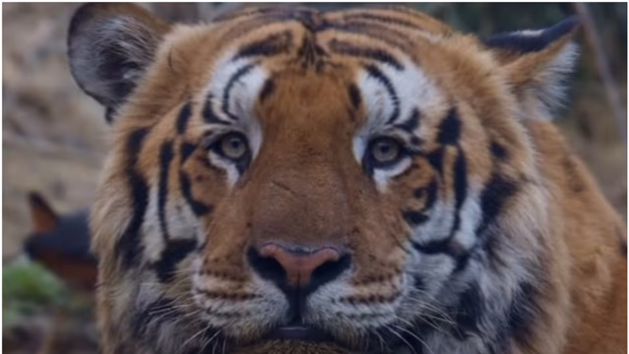 Viral Tiger Gabbar Breaks the Internet With His Calm and Cuddly Vibes Viral Tiger Gabbar Breaks the Internet With His Calm and Cuddly Vibes