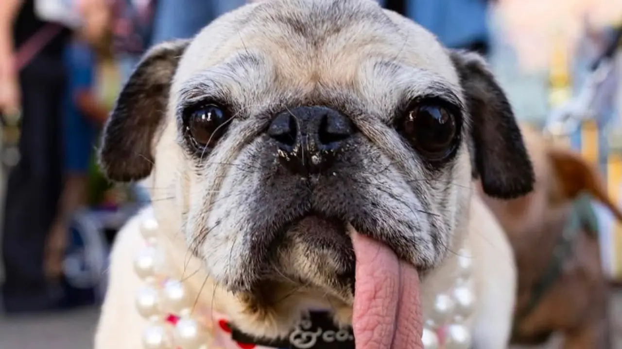 Meet Worlds Ugliest Dog Jinny Lu Meet Worlds Ugliest Dog Jinny Lu