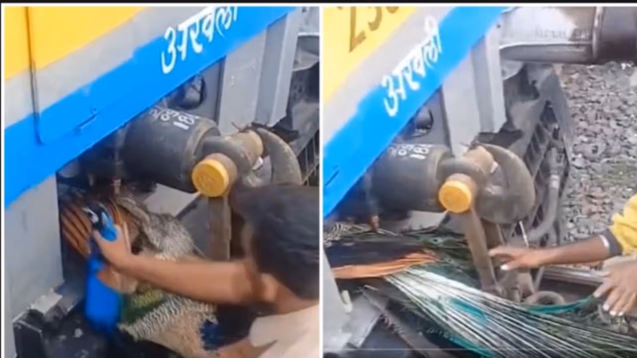 Peacock Trapped Inside Moving Train Engine Rescued in Heroic Operation Peacock Trapped Inside Moving Train Engine Rescued in Heroic Operation