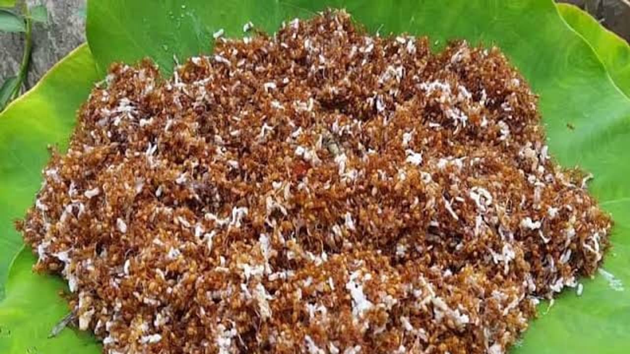 Odisha Red Ant Chutney Gets GI Tag Know About This Food bsm Odisha Red Ant Chutney Gets GI Tag Know About This Food bsm