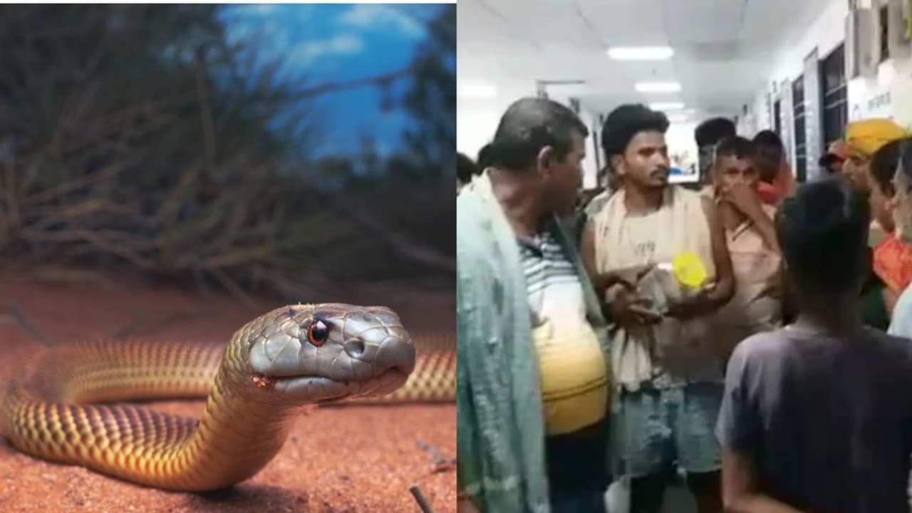 सांप लेकर अस्पताल पहुंचे परिजन सांप लेकर अस्पताल पहुंचे परिजन