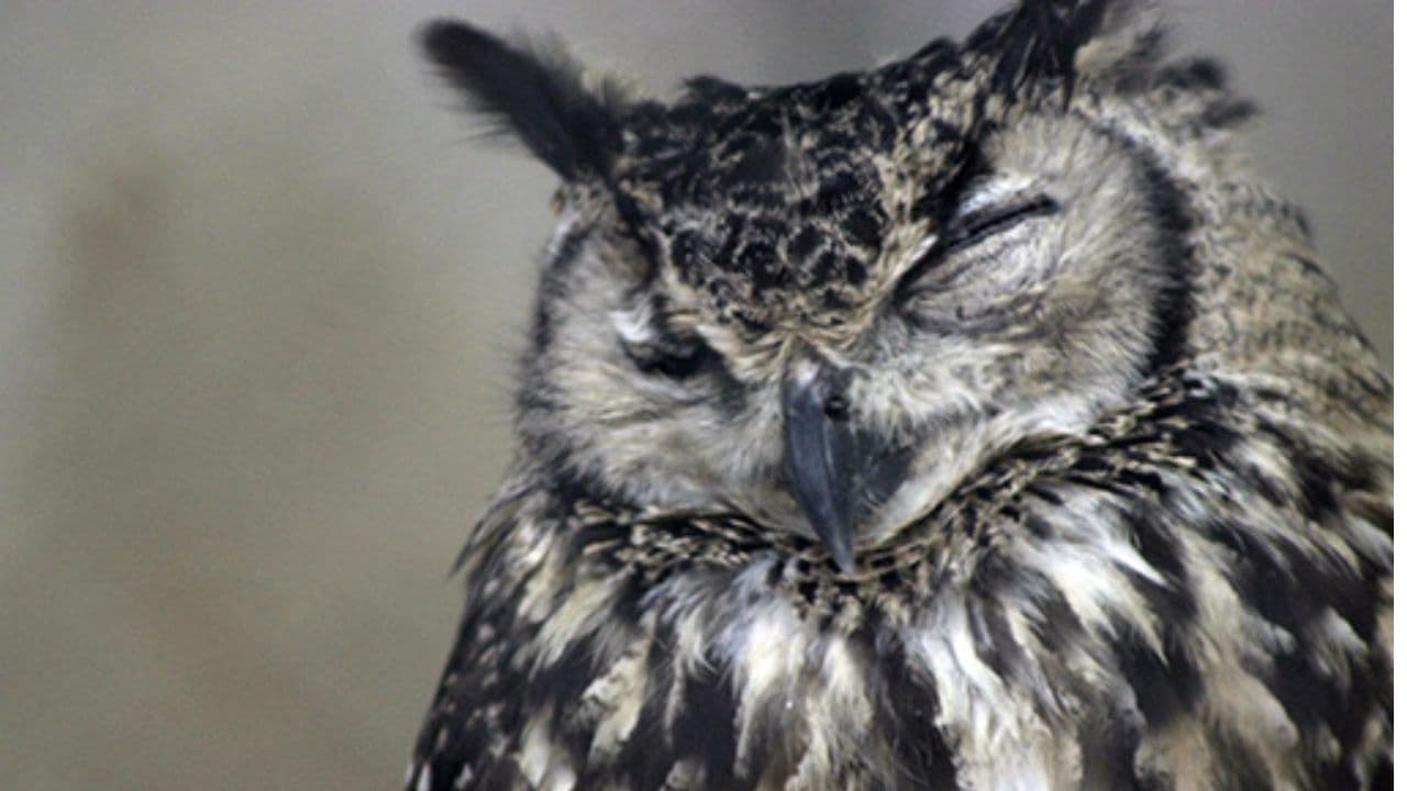 बर्ड फ्लू से दो पक्षियों की मौत