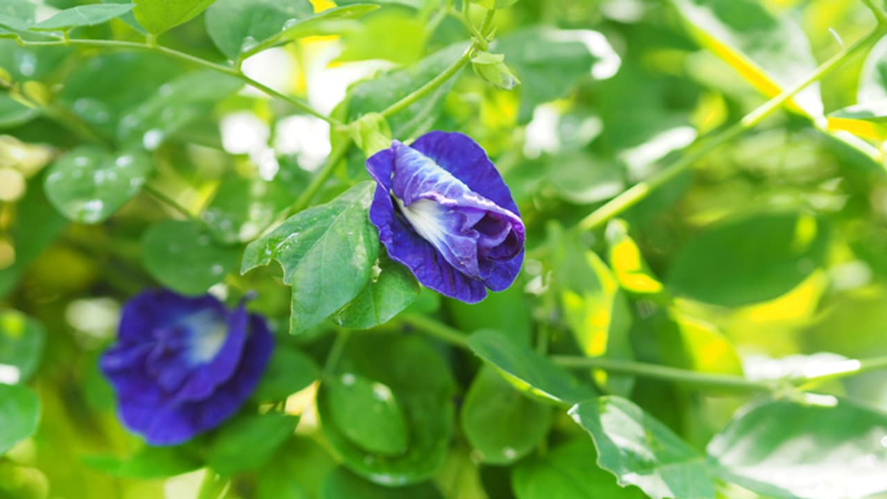 aparajita flower aparajita flower