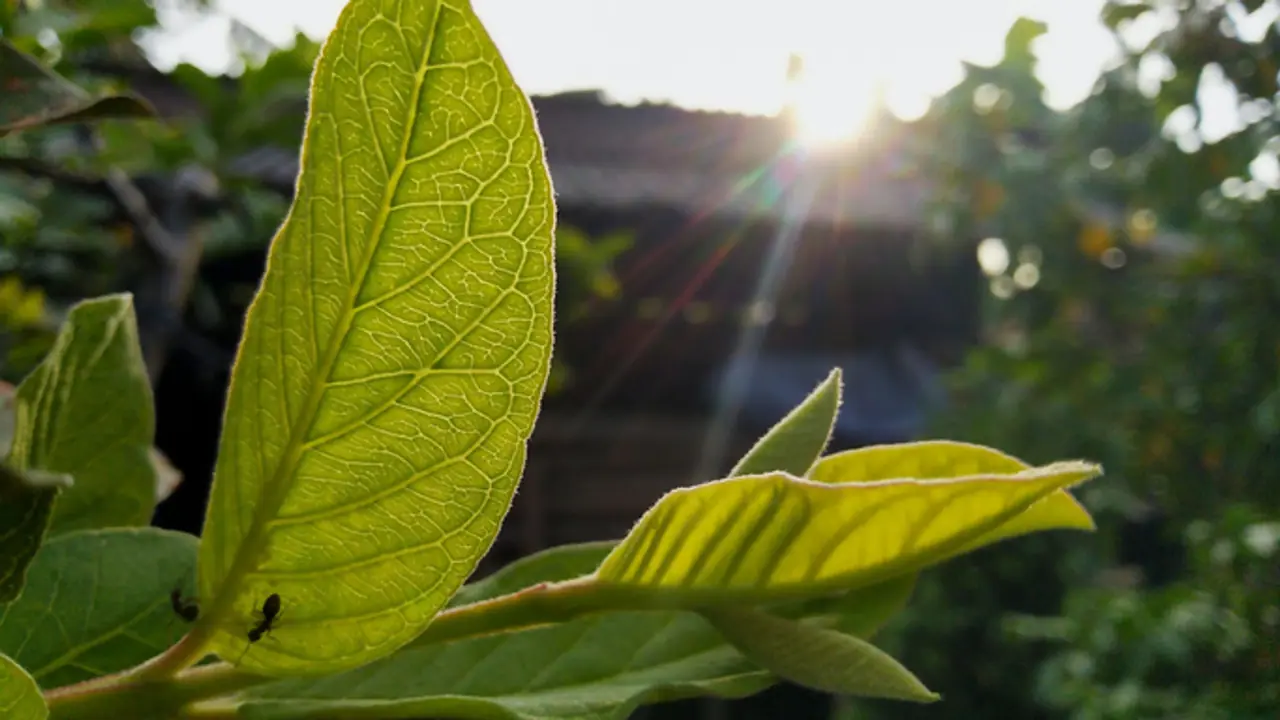 guava leaves
