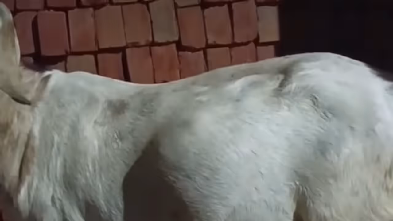 Unborn Baby Goat Moves Inside Mother’s Womb Unborn Baby Goat Moves Inside Mother’s Womb